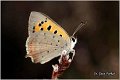 233_small_copper