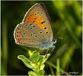 245_balkan_copper