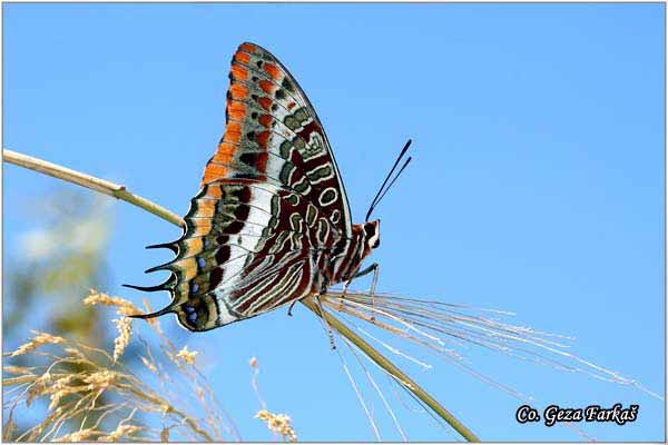 007_two-tailed_pasha.jpg - Two-tailed Pasha, Charaxes jasius,  Mesto - Location: Herceg Novi, Montenegro