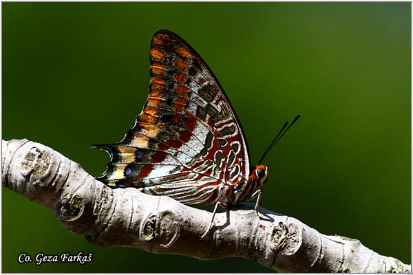 008_two-tailed_pasha.jpg - Two-tailed Pasha, Charaxes jasius,  Mesto - Location: Skihatos, Greece