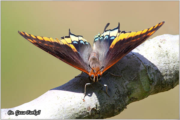 009_two-tailed_pasha.jpg - Two-tailed Pasha, Charaxes jasius,  Mesto - Location: Skihatos, Greece