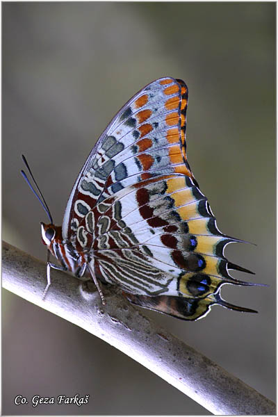 010_two-tailed_pasha.jpg - Two-tailed Pasha, Charaxes jasius,  Mesto - Location: Skihatos, Greece