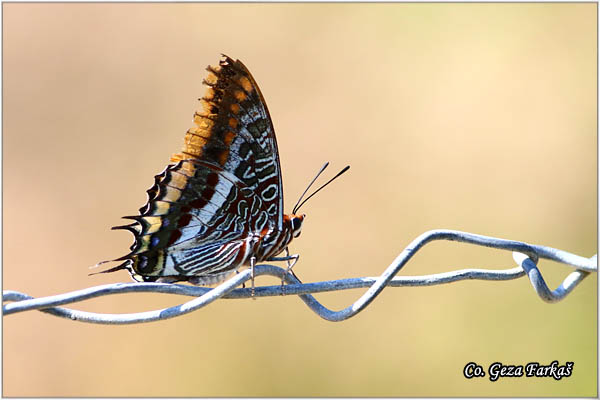 011_two-tailed_pasha.jpg - Two-tailed Pasha, Charaxes jasius,  Mesto - Location: Skihatos, Greece