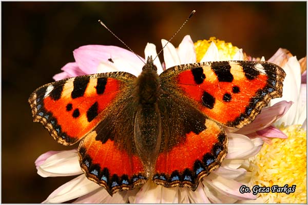 100_small_tortoiseshell.jpg - Small Tortoiseshell, Aglais urticae, Koprivar, Mesto - Location: Novi Sad - Petrovaradin, Serbia