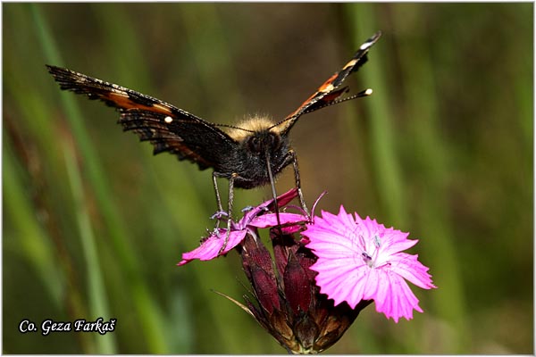 101_small_tortoiseshell.jpg - Small Tortoiseshell, Aglais urticae, Koprivar, Mesto - Location: Tara, Serbia