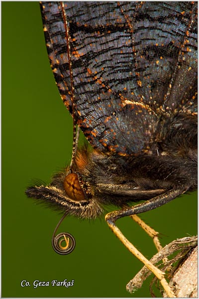 112_peacock.jpg - Peacock, Inachis io, Dnevni paunovac, Mesto - Location: Fruka Gora, Serbia