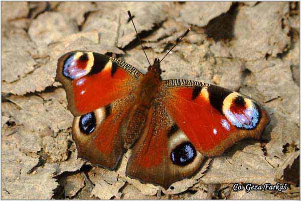 113_peacock.jpg - Peacock, Inachis io, Dnevni paunovac, Mesto - Location: Fruska Gora, Serbia