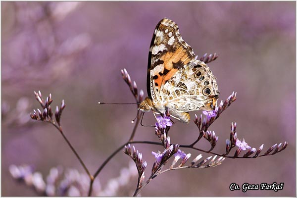 120_painted_lady.jpg - Painted Lady, Vanessa cardui, Strickovac, Mesto - Location: Skhiatos, Grece