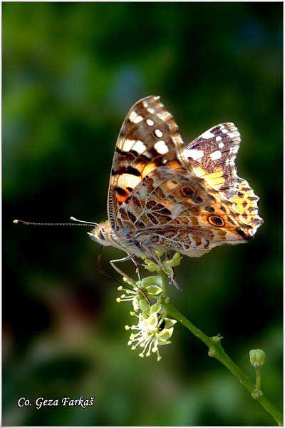 121_painted_lady.jpg - Painted Lady, Vanessa cardui, Strickovac, Mesto - Location: Herceg Novi, Montenegro