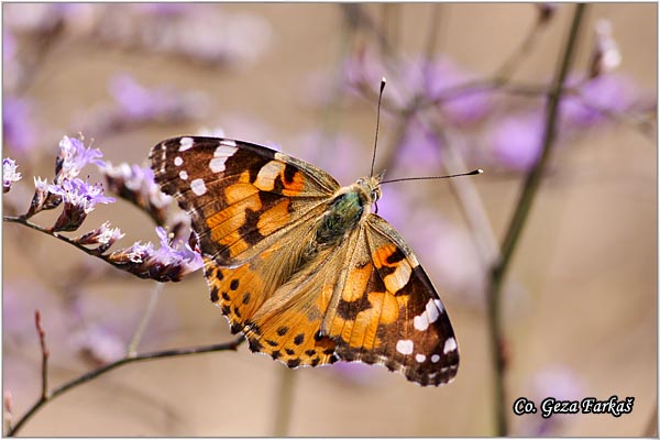 129_painted_lady.jpg - Painted Lady, Vanessa cardui, Strickovac, Mesto - Location: Skhiatos, Greece