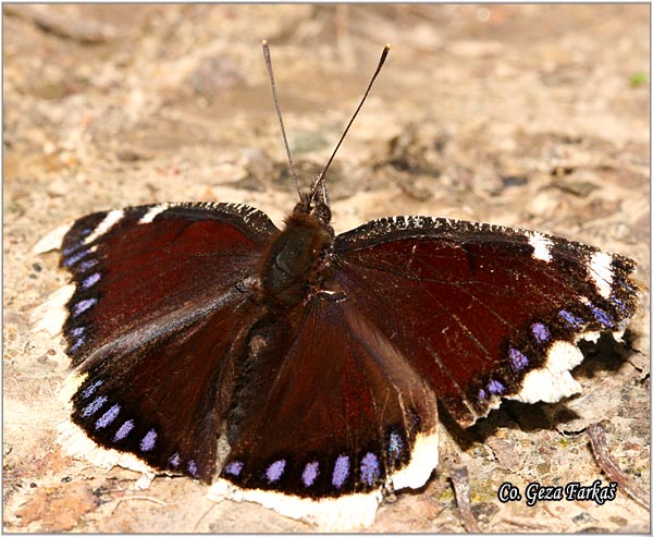 130_camberwell_beauty.jpg - Camberwell Beauty, Nymphalis antiopa, Kraljev plat, Mesto - Location: Fruka Gora, Serbia