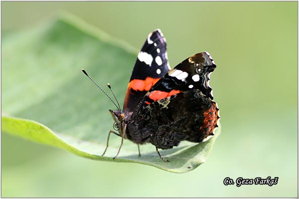 140_red_admiral.jpg - Red Admiral, Vanessa atalanta, Admiral, Mesto - Location: Gornje podunavlje, Srbija