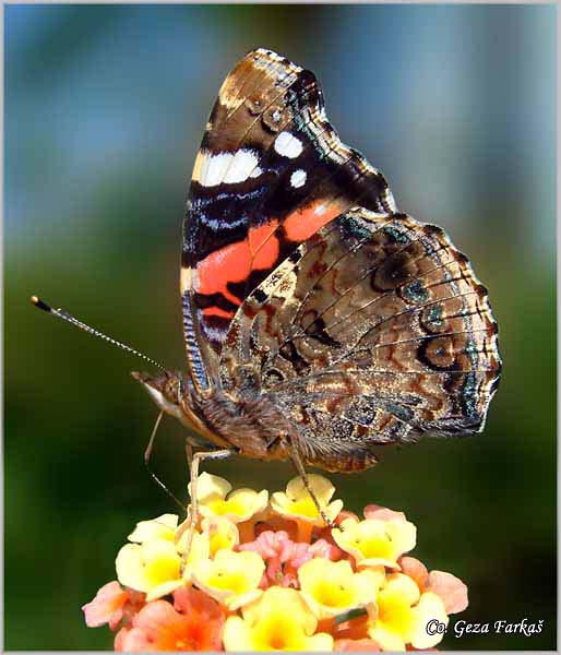 143_red_admiral.jpg - Red Admiral, Vanessa atalanta, Admiral, Mesto - Location: Fruska Gora, Srbija