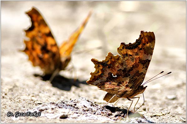 150_comma.jpg - Comma, Polygonia c-album, Ridja sedefica, Mesto - Location: Fruka Gora, Serbia