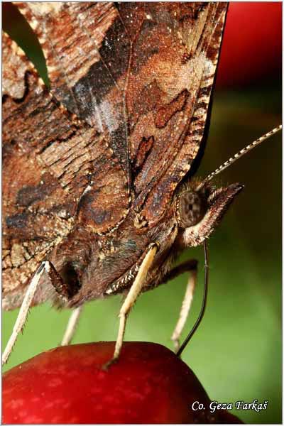 151_comma.jpg - Comma, Polygonia c-album, Ridja sedefica, Mesto - Location: Fruka Gora, Serbia