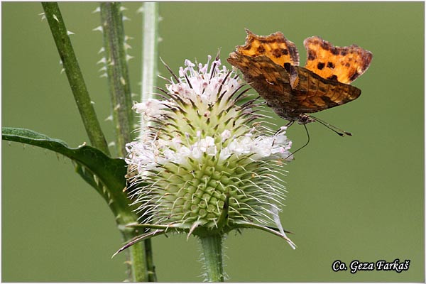 152_comma.jpg - Comma, Polygonia c-album, Ridja sedefica, Mesto - Location: Gornje podunavlje, Serbia