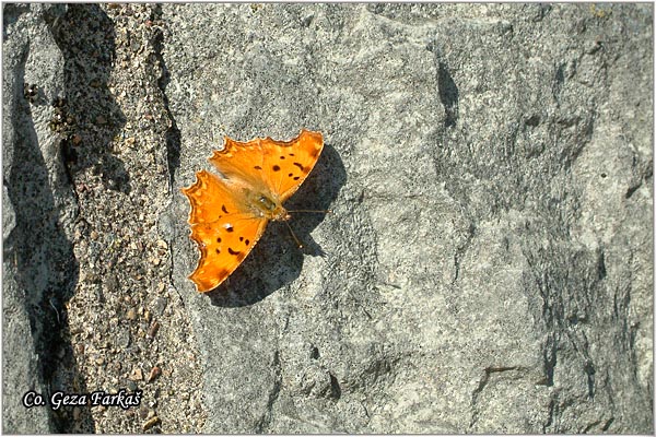 156_southern_comma.jpg - Southern Comma, Polygonia egea, Viljosnicar, Mesto - Location: Herceg Novi, Montenegro