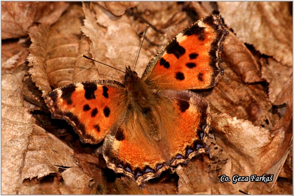 170_large_tortoiseshell.jpg - Large Tortoiseshell, Nymphalis polychloros, Mnogobojac, Mesto - Location: Fruka gora, Srbija