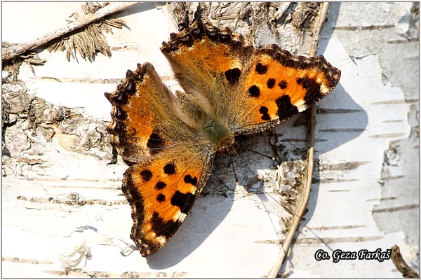 171_large_tortoiseshell.jpg - Large Tortoiseshell, Nymphalis polychloros, Mnogobojac, Mesto - Location: Fruka gora, Srbija