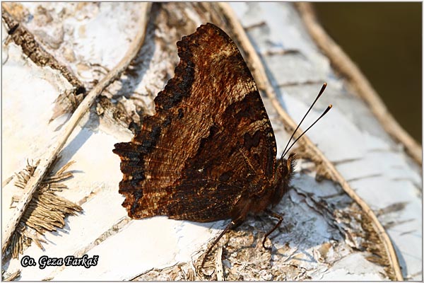 172_large_tortoiseshell.jpg - Large Tortoiseshell, Nymphalis polychloros, Mnogobojac, Mesto - Location: Fruka gora, Srbija