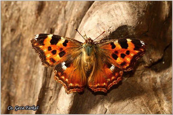 180_compton_tortoiseshell.jpg - Compton Tortoiseshell , Nymphalis vauallbum,  Mrki mnogobojac, Mesto - Location: Vlasinsko lake,Serbia