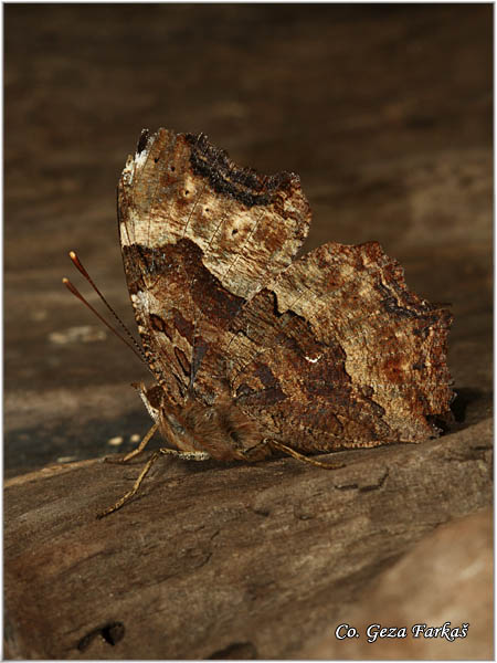 181_compton_tortoiseshell.jpg - Compton Tortoiseshell , Nymphalis vauallbum,  Mrki mnogobojac, Mesto - Location: Vlasinsko lake,Serbia