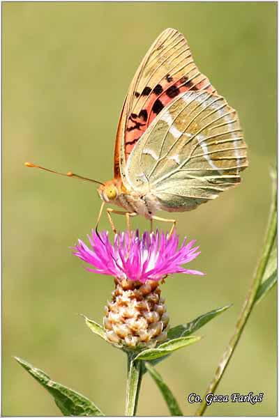 200_cardinal.jpg - Cardinal, Argynnis pandora, Pandorina sedefica Mesto - Location: Fruska Gora, Serbia