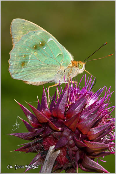 201_cardinal.jpg - Cardinal, Argynnis pandora, Pandorina sedefica Mesto - Location: Deliblatska pescara, Serbia