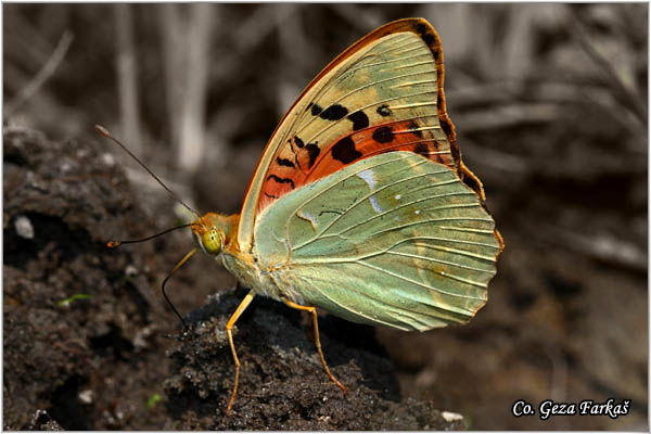 202_cardinal.jpg - Cardinal, Argynnis pandora, Pandorina sedefica Mesto - Location: Deliblatska pescara, Serbia