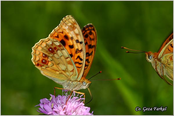 205_high_brown_fritillary.jpg - High brown fritillary, Argynnis adippe, Crvenooka sedefica, Location: Maglic mountain, Bosnia and Herzegovina