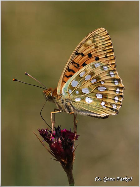 207_dark_green_firitillary.jpg - Dark Green Fritillary, Argynnis aglaja, Zelena sedefica, Location: Maglic, Bosnia and Herzegovina