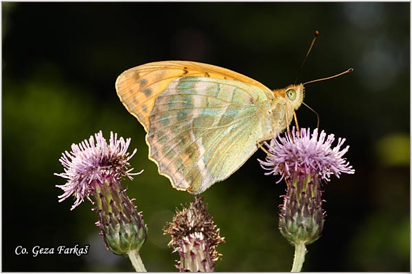 210_silver-washed_fritillary.jpg - Silver-washed Fritillary, Argynnis paphia,ObiÄna sedefica,  Mesto - Location: Han Pjesak, Bosnia and Herzegovina