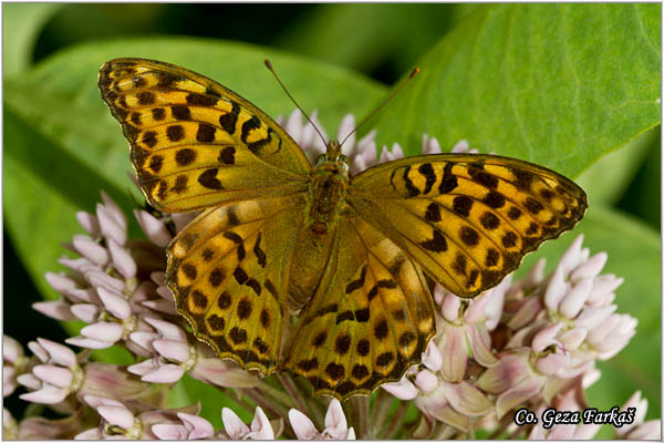 211_silver-washed_fritillary.jpg - Silver-washed Fritillary, Argynnis paphia,ObiÄna sedefica,  Mesto - Location: Gornje podunavlje, Serbia