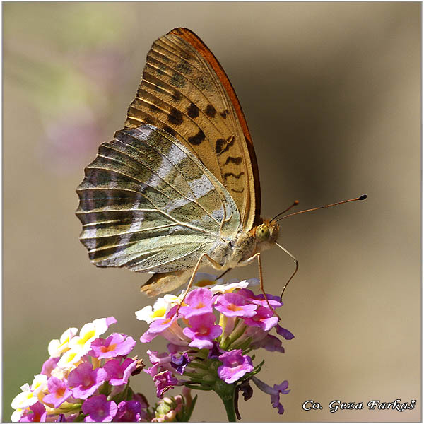 212_silver-washed_fritillary.jpg - Silver-washed Fritillary, Argynnis paphia,ObiÄna sedefica,  Mesto - Location: Corfu, Greece