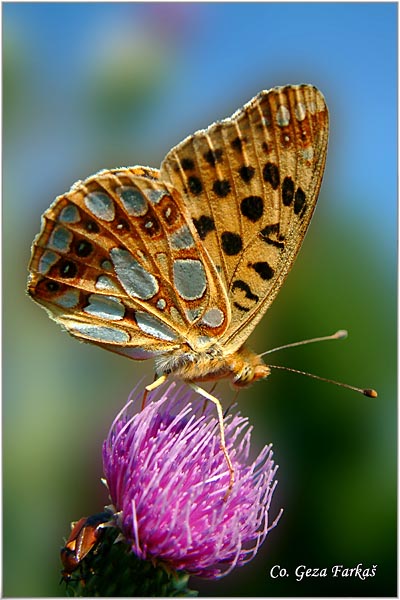 220_spain_fritillary.jpg - Queen of Spain Fritillary, Issoria lathonia, Mala sedefica, Location: Fruska Gora, Serbia