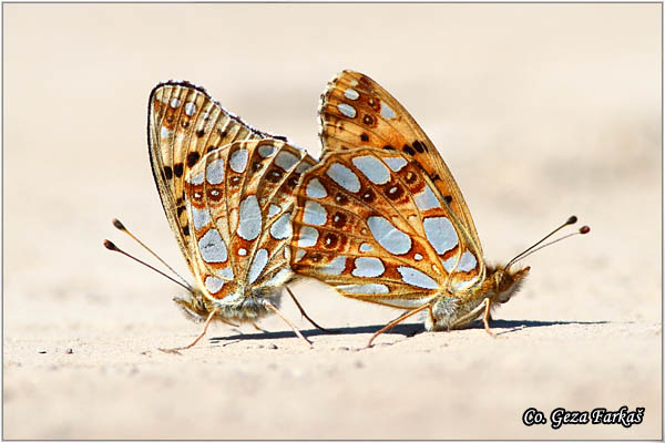 221_spain_fritillary.jpg - Queen of Spain Fritillary, Issoria lathonia, Mala sedefica,  Mesto - Location: Mokra gora, Serbia