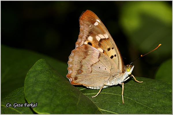 300_lesser_purple_emperor.jpg - Lesser Purple Emperor, Apartura ilia, Mali prelivac,  Mesto - Location: Loznica, Srbija