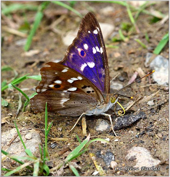 301_lesser_purple_emperor.jpg - Lesser Purple Emperor, Apartura ilia, Mali prelivac,  Mesto - Location: Zvornik, Bosnia and Herzegovina