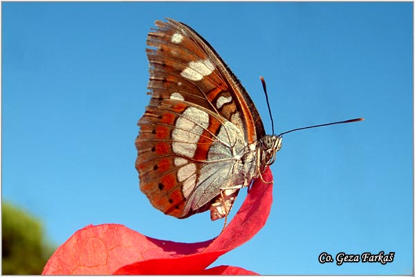 403_southern_white_admiral.jpg - Southern White Admiral, Limenitis reducta, Kozolistovac, Mesto - Location: Skhiathos, Grece