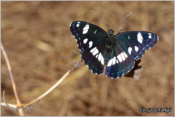 404_southern_white_admiral.jpg - Southern White Admiral, Limenitis reducta, Kozolistovac, Mesto - Location: Skhiathos, Grece