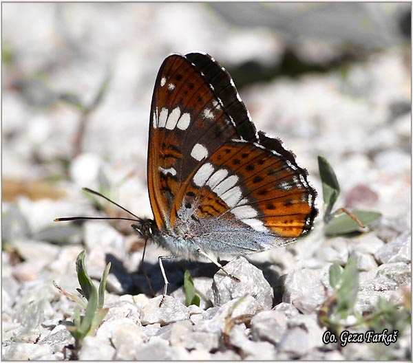 410_white_admiral.jpg - White Admiral, Limenitis camilla, Mali trepljikar, Mesto - Location: Han Pjesak, Bosnia and Herzegovina