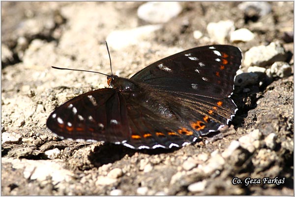 420_poplar_admira.jpg - Poplar Admiral, Limenitis populi, Veliki topolnjak, Mesto - Location: Han Pjesak, Bosnia and Herzegovina