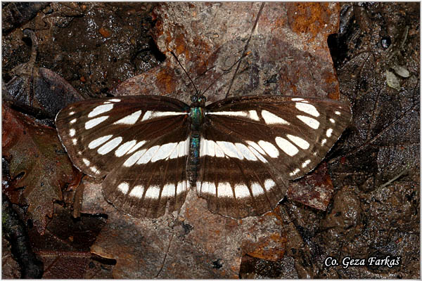 503_common_glider.jpg - Common Glider, Neptis sappho, Grahorovac, Mesto - Location: Fruska Gora, Serbia