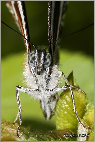 505_common_glider.jpg - Common Glider, Neptis sappho, Grahorovac, Mesto - Location: Fruka Gora, Serbia