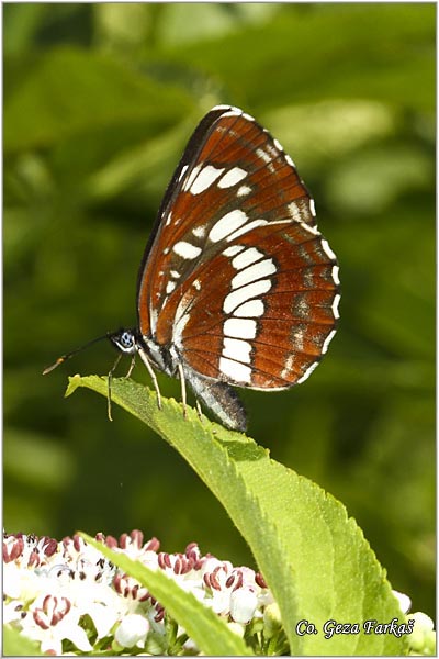 510_hungarian_glider.jpg - Hungarian Glider, Neptis rivularis, Medunikovac, Mesto - Location: Han Pjesak, Bosnia and Herzegovina