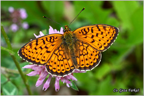 590_twin-spot_fritillary.jpg - Twin-spot Fritillary, Brenthis hecate,Dvoredna sedefica, Mesto - Location: Mokra gora, Serbia