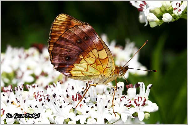 600_marbled_fritillary.jpg - Marbled Fritillary, Brenthis daphne, Karirana sedefica, Location: Fruka Gora - Venac, Serbia