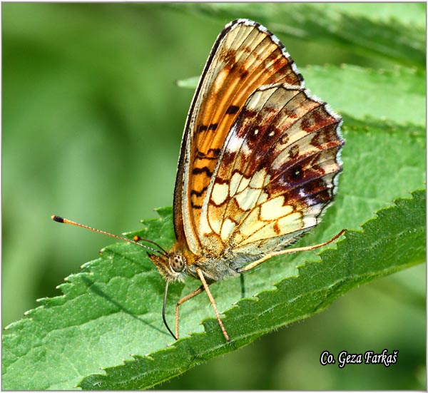 610_lesser_marbled_fritillary.jpg - Lesser Marbled Fritillary, Brenthis ino, Inova sedefica, Mesto - Location: Han Pjesak, Bosnia and Herzegovina