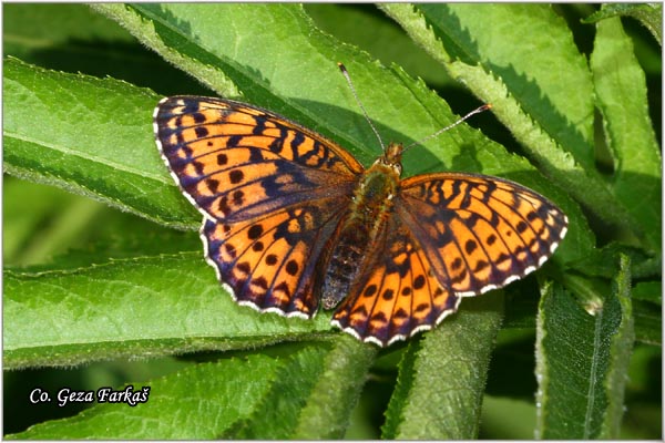 611_lesser_marbled_fritillary.jpg - Lesser Marbled Fritillary, Brenthis ino, Inova sedefica, Mesto - Location: Han Pjesak, Bosnia and Herzegovina