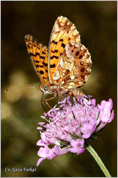 620_weavers_fritillary.jpg - Weaver's Fritillary,  Boloria dia, Tkaceva sedefica, Mesto - Location: Uvac, Serbia